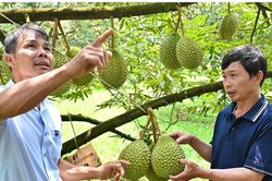 Muốn bán sầu riêng bền vững phải biết 'nuôi đất' và kể câu chuyện của vườn
