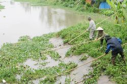 Bắc Ninh: Vận hành 217 tổ máy bơm tiêu úng cho hơn 950 ha lúa, hoa màu