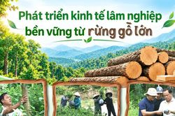 [eMagazine] - Phát triển kinh tế lâm nghiệp bền vững từ rừng gỗ lớn