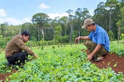 Đánh thức “mỏ vàng xanh” dược liệu ở phía Tây tỉnh