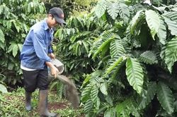 Canh tác xanh nâng giá trị hạt cà phê bền vững