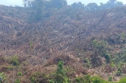 Phá gần 4.900 m² rừng tự nhiên, một người ở Gia Lai bị phạt 400 triệu đồng