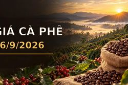 Giá cà phê hôm nay 16/9/2026 lên 95.500 đồng/kg, Arabica bật tăng