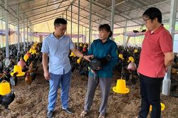 Nghị quyết 21 tạo đòn bẩy phát triển chăn nuôi ở Xuân Ái