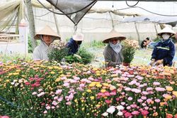Hành trình làm chủ của nông dân Lâm Đồng