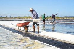 Nắng, gió kết tinh hạt muối trắng ngần