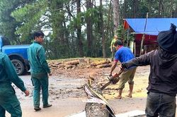 Xử lý 46 cây thông chết khô dọc Quốc lộ 14