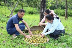 Mùa hồng không hạt Xuân Vân