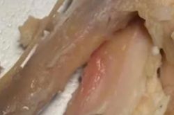 Thịt gà chưa chín, Trường THCS Hồ Văn Long đổi nhà cung cấp bữa ăn bán trú
