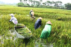 Nước hồ Đồng Mô dâng, Đoài Phương giúp dân thu hoạch lúa