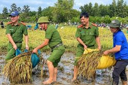 Mưa lớn quật ngã lúa, cả xã lội bùn 'chạy đua' với thời tiết