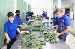 Kiểm soát an toàn thực phẩm từ vùng trồng đến thị trường