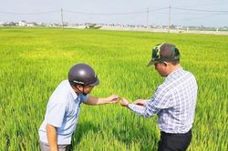 Kiểm tra, hướng dẫn nông dân chăm sóc lúa và phòng trừ sâu bệnh đúng kỹ thuật