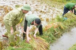 Công an, quân đội lội ruộng gặt lúa chạy lũ giúp dân