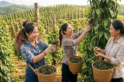Giá hồ tiêu hôm nay 17.9.2026 giữ vùng cao 137.000–141.000 đồng/kg