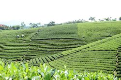 Chiêm ngưỡng những đồi chè đẹp nức tiếng ở Thái Nguyên