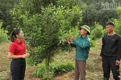 Xây dựng Chiềng Sinh trở thành điểm sáng phát triển nông nghiệp hàng hóa gắn với kinh tế tư nhân