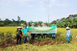 Các hội, đoàn thể cùng dân quân xã Phú Thuận giúp dân thu hoạch 2,2 ha lúa bị ngã rạp