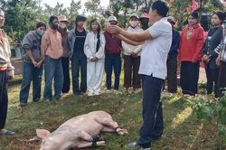 Sau học nghề, người dân M'Drắk mạnh dạn mở rộng đàn heo