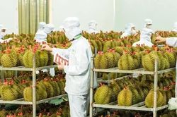 Cảnh báo thị trường xuất khẩu nâng chuẩn, nông sản Việt phải thay đổi từ vùng trồng