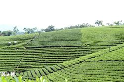 Chiêm ngưỡng những đồi chè đẹp nức tiếng ở Thái Nguyên