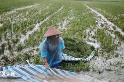 Hà Nội: Nước sông Tích dâng cao, nhiều khu vực xã Kiều Phú ngập sâu