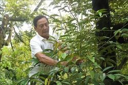 Trí tuệ, bản lĩnh của lão nông làm giàu từ sầu riêng đất Tây Đô