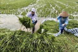 Nông dân xã Kiều Phú, Hà Nội gặt lúa chạy lụt sau mưa lớn