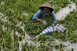 Hà Nội: Sông Tích vượt báo động III, nhiều khu vực Kiều Phú ngập