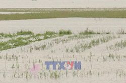 Thiệt hại do thiên tai gây ra giảm hơn 80%