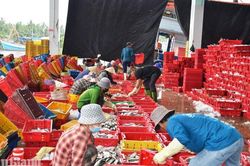 Khép kín truy xuất nguồn gốc thủy sản từ cảng cá