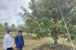 Khắc phục vườn sầu riêng có biểu hiện 'chết lâm sàng' đạt kết quả tích cực