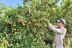 Tân Pheo trao sinh kế, mở hướng thoát nghèo