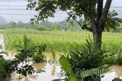 Phú Thọ khẩn trương khắc phục thiệt hại sản xuất do ảnh hưởng mưa lớn, ngập úng