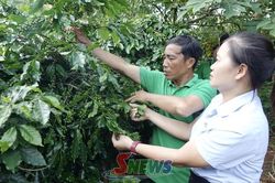 Chiềng An sản xuất cà phê bền vững