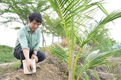 Triển vọng từ mô hình trồng dừa xiêm vùng ven đầm phá
