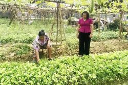 Hòa An tập trung sản xuất rau màu vụ đông