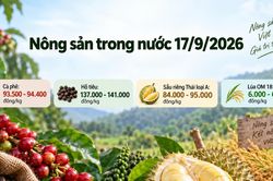 Nông sản trong nước 17/9: Cà phê giảm, sầu riêng Thái chạm 95.000 đồng/kg