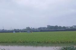 Xã Phúc Thọ hỗ trợ dân thu hoạch lúa mùa, hạn chế thiệt hại do mưa lớn