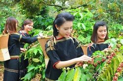 Khai thác chỉ dẫn địa lý: Vì sao còn hạn chế?