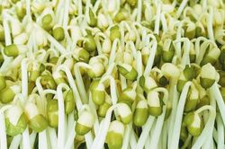 Loại rau bình dân dễ làm, ăn vào tốt cho sức khỏe, đặc biệt ngăn ngừa đột quỵ và bệnh tim mạch