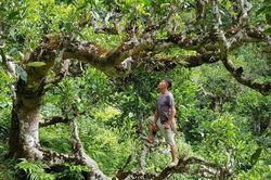 Ra mắt Chi hội Chè Shan tuyết vùng núi cao Việt Nam