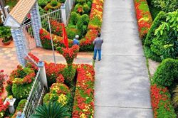 Hàng rào bông trang rực rỡ như tranh ở miền Tây