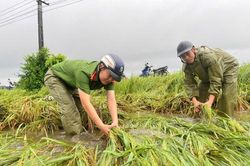 Giữa mưa lũ, Công an Thanh Hóa xuống đồng gặt lúa giúp dân