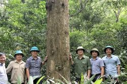 Diện tích rừng ở Khu Dự trữ sinh quyển miền tây Nghệ An tăng hơn 105 nghìn ha