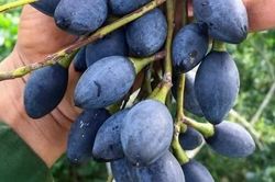 Trám nếp Cao Bằng thành đặc sản đắt hàng nhờ giá trị cao
