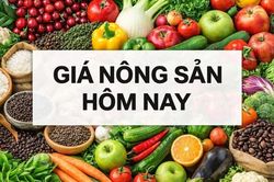 Giá nông sản hôm nay 18/9/2026: Giá cà phê giảm mạnh trước loạt yếu tố tiêu cực; Mỹ có thể cấm xuất khẩu nhiên liệu