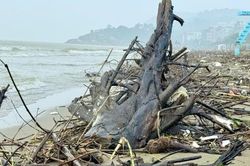 Rác, củi trôi dạt vào bãi biển Sầm Sơn sau mưa lũ