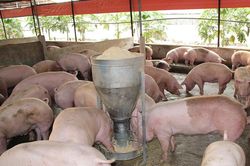 TP Đồng Nai điều chỉnh quyết định thuê gần 65,9 ha đất xây dựng khu chăn nuôi tập trung