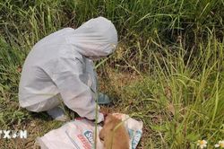 Vụ chó cắn nhiều người ở Quảng Ngãi: Kết quả xét nghiệm chó dương tính với virus dại